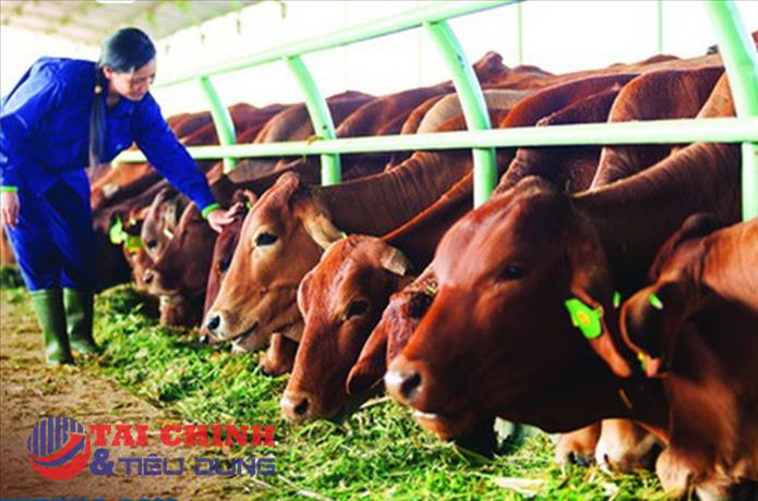 Quy định về chính sách đầu tư hỗ trợ nâng cao hiệu quả chăn nuôi