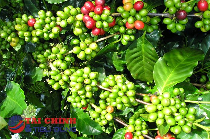 Giá cà phê hôm nay 4/9: Trong nước giảm thêm 100 đồng/kg