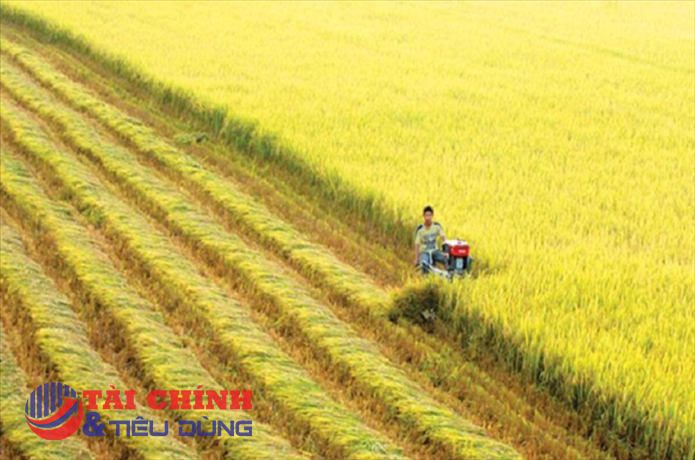 Thái Lan và Việt Nam tiên phong thúc đẩy giá gạo xuất khẩu ở mức công bằng hơn