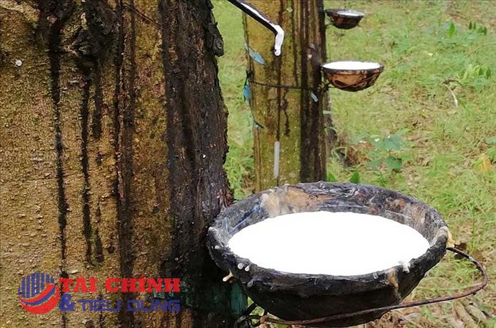 Giá cao su hôm nay 5/9: Thị trường biến động trái chiều