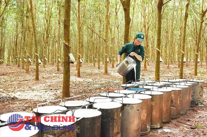 Giá cao su hôm nay 6/9: Cao su SHFE giảm hơn 0,5%