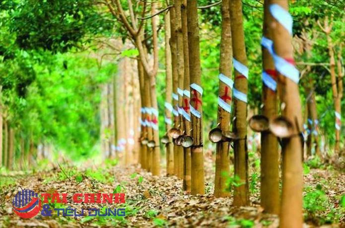 VinaCapital không còn là cổ đông lớn của Cao su Phước Hòa (PHR)
