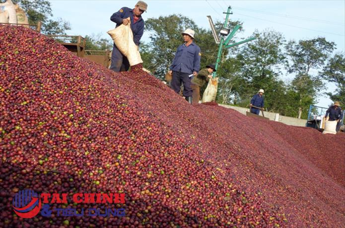 Ngành cà phê Việt Nam có thể thiết lập mốc kim ngạch kỷ lục 4 tỷ USD