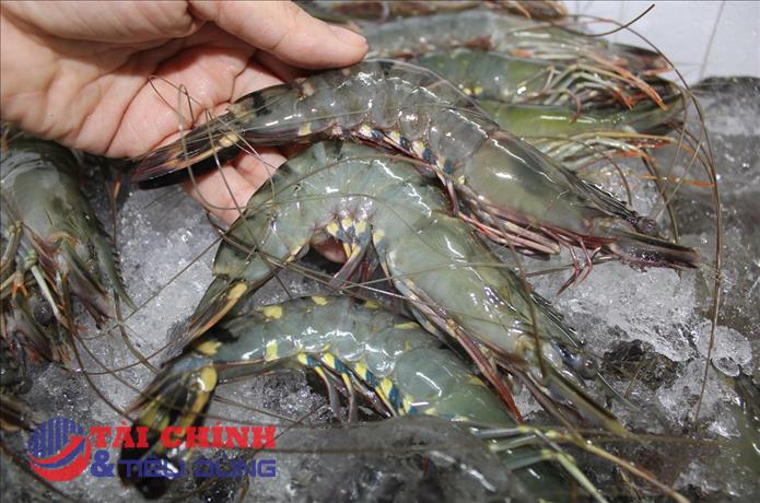 Mỹ duy trì thuế chống bán phá giá với tôm nước ấm nhập khẩu từ Trung Quốc, Ấn Độ, Thái Lan và Việt Nam