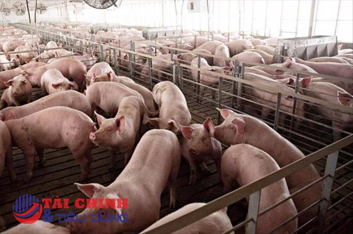 Giá heo hơi hôm nay 12/9: Giảm rải rác tại một vài địa phương