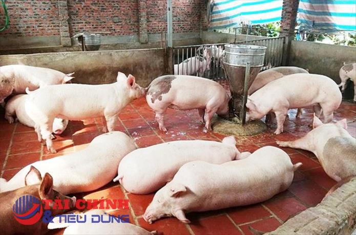 Giá heo hơi hôm nay 13/9: Điều chỉnh giảm tại một số địa phương