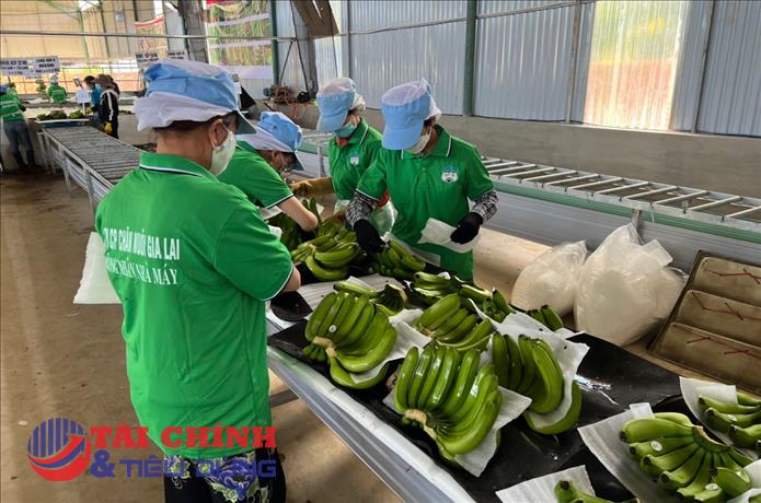 Bán thịt heo, chuối góp phần đẩy lợi nhuận 8 tháng của HAGL đạt 781 tỷ đồng