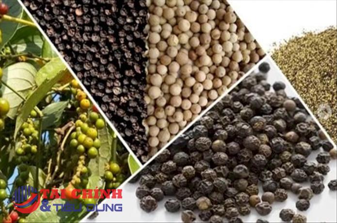 Giá tiêu hôm nay 16/9: Điều chỉnh giảm 500 đồng/kg tại khu vực Tây Nguyên