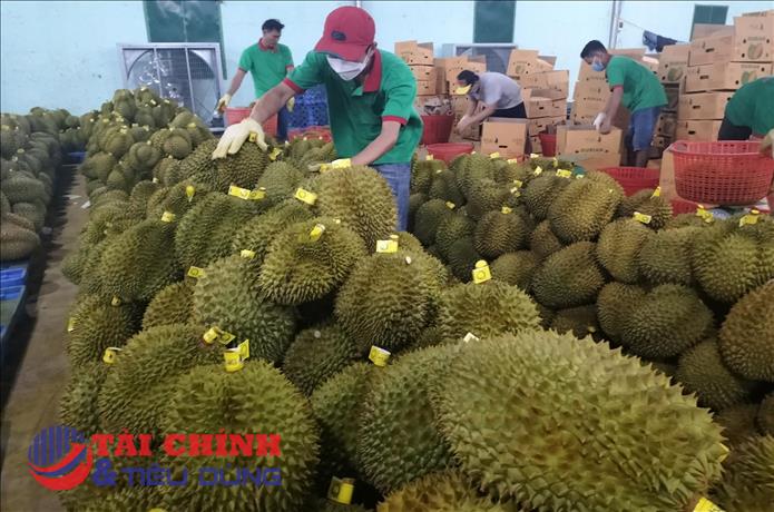 Hôm nay (17/8), lô sầu riêng chính ngạch đầu tiên sẽ lên đường sang Trung Quốc