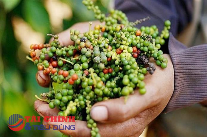 Giá tiêu hôm nay 19/9: Dao động quanh mốc 64.500 - 67.500 đồng/kg
