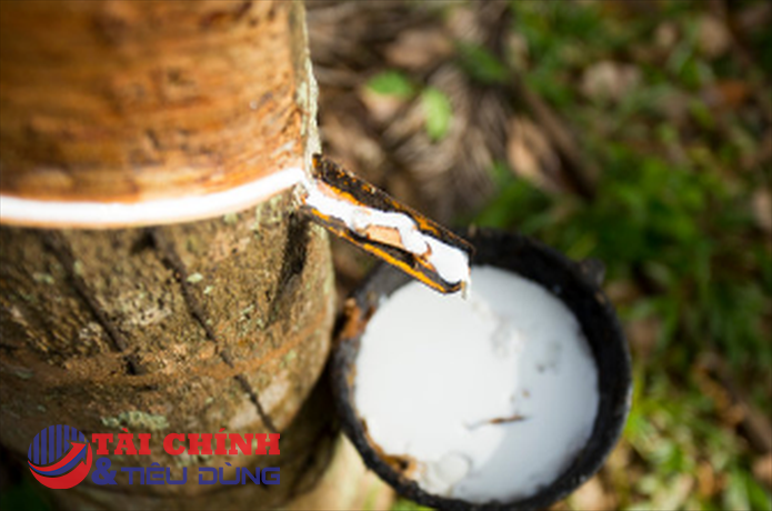 Giá cao su hôm nay 20/9: Cao su kỳ hạn tăng