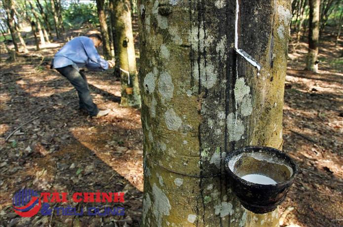 Giá cao su hôm nay 22/9: Sắc xanh trở lại trên các sàn thế giới
