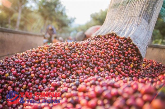 Giá cà phê hôm nay 23/9: Giá cà phê trong nước giảm