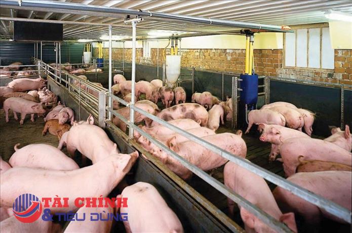 Giá heo hơi hôm nay 27/9: Giảm nhẹ ở một vài nơi