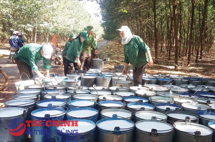 Giá cao su hôm nay 27/9: Cao su SHFE tăng hơn 2%