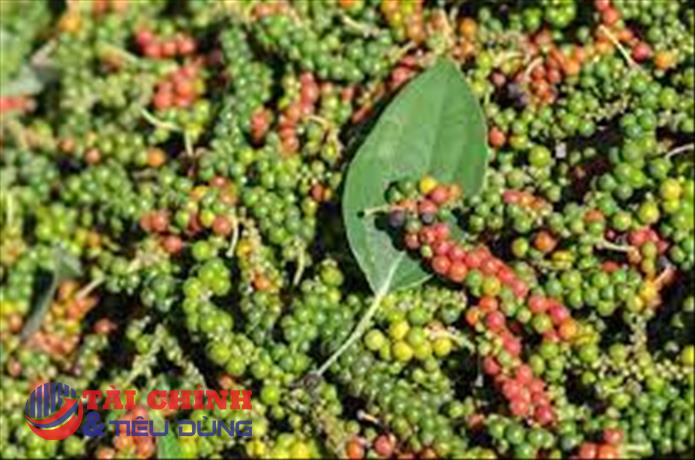 Giá tiêu hôm nay 27/9: Giảm tại các vùng trồng trọng điểm