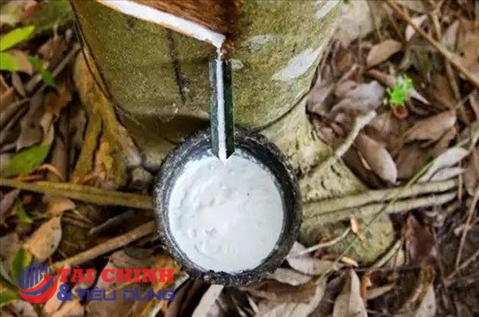 Giá cao su hôm nay 29/9: Cao su tăng dưới 0,5%