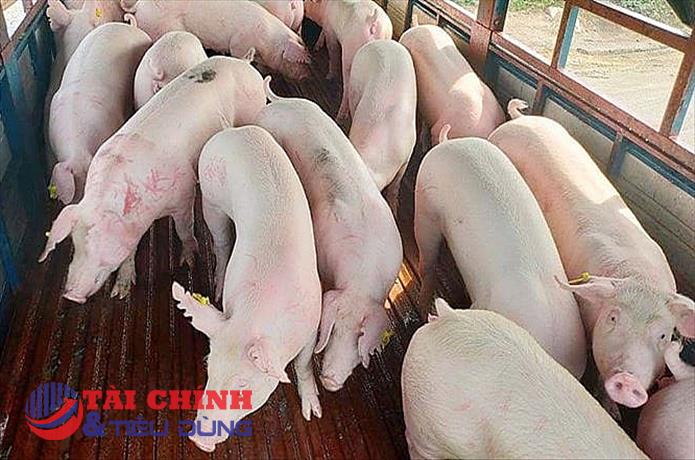 Giá heo hơi hôm nay 30/9: Giảm sâu tại miền Trung - Tây Nguyên
