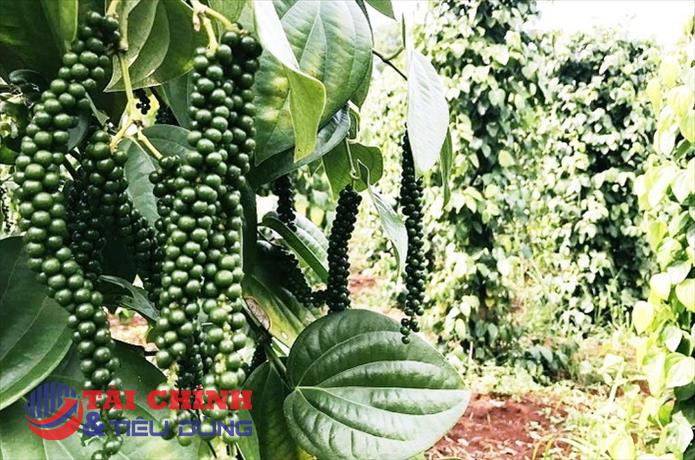 Giá tiêu hôm nay 30/9: Dao động quanh mốc 63.500 - 66.000 đồng/kg