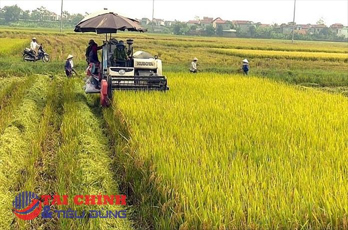 Giá lúa gạo hôm nay 5/10: Duy trì ổn định tại các tỉnh Đồng bằng sông Cửu Long