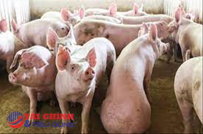 Giá heo hơi hôm nay 5/10: Tăng/giảm trái chiều tại các địa phương