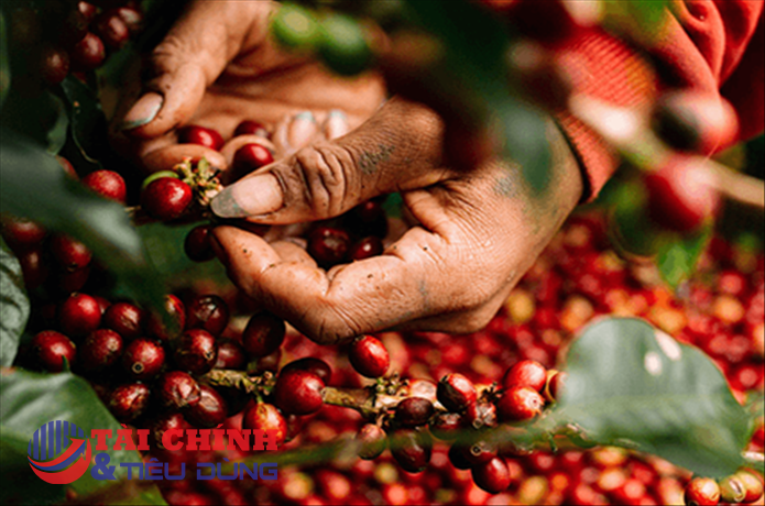 Giá cà phê hôm nay 6/10: Cà phê trong nước hồi phục 100 đồng/kg