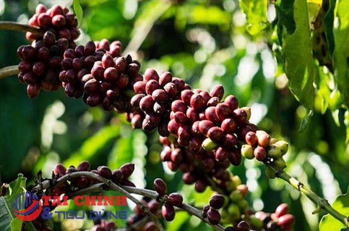 Giá cà phê hôm nay 7/10: Thị trường trong nước tăng nhẹ