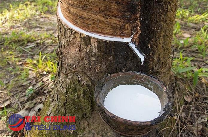 Giá cao su hôm nay 7/10: Cao su kỳ hạn trên Sàn TOCOM ổn định