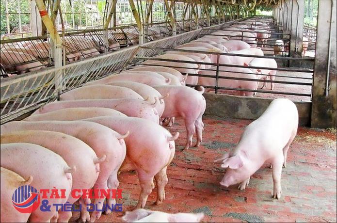 Thịt lợn nhập khẩu vào Việt Nam tiếp tục giảm mạnh