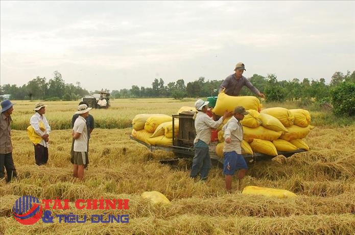 Giá lúa gạo hôm nay 6/10: Không có nhiều biến động