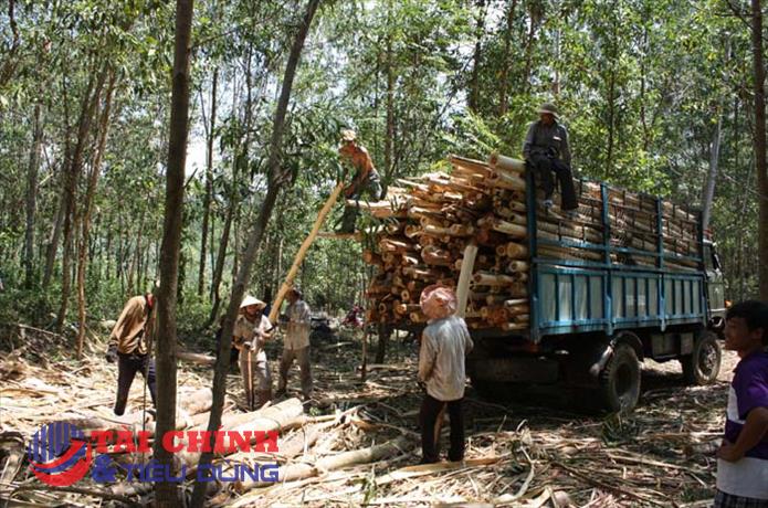 Giá gỗ keo nguyên liệu ở Đắk Lắk tăng cao
