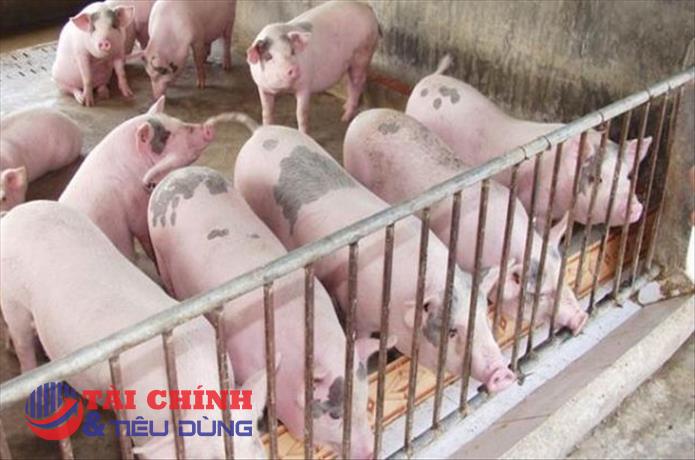 Giá heo hơi hôm nay 12/10: Biến động nhẹ tại các tỉnh thành
