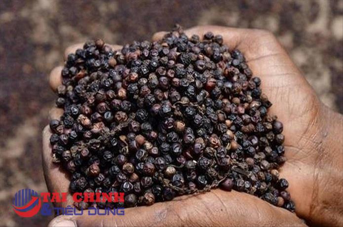 Giá tiêu hôm nay 12/10: Dao động quanh mốc 60.000 - 62.500 đồng/kg