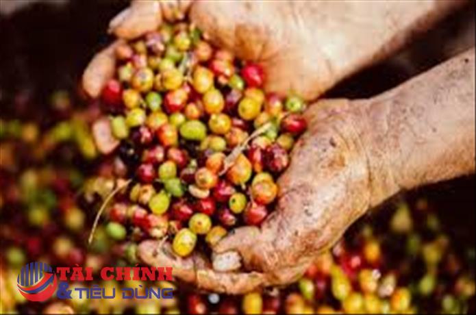 Giá cà phê hôm nay 12/10: Thị trường trong nước dao động ở mức 46.400 - 46.900 đồng/kg