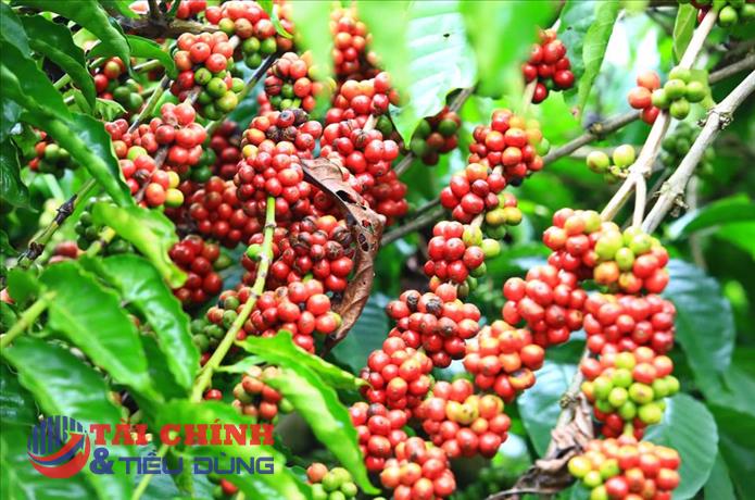 Giá cà phê hôm nay 14/10: Cả 2 sàn đều ghi nhận sắc đỏ