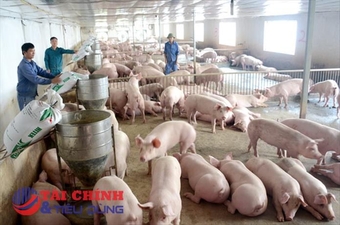 Giá heo hơi hôm nay 21/10: Miền Bắc tăng nhẹ, miền Nam giảm