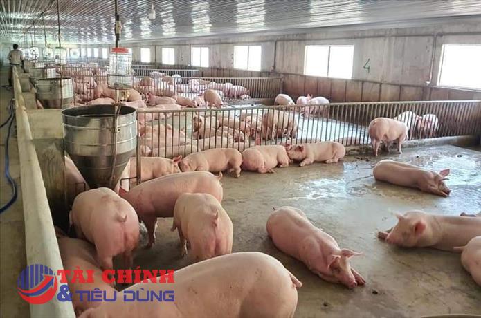 Giá heo hơi hôm nay 23/10: Đi ngang tại nhiều địa phương trên cả nước