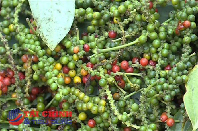 Giá tiêu hôm nay 23/10: Giá tiêu trong nước mất mốc 60.000 đồng/kg