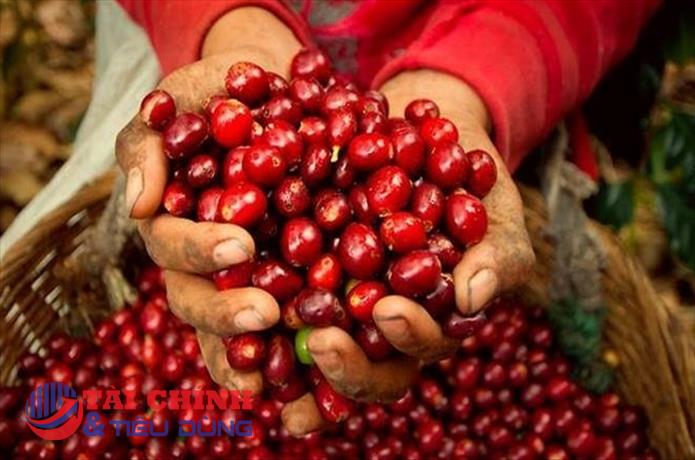 Giá cà phê hôm nay 24/10: Giá cà phê trong nước dao động từ 43.200 - 43.600 đồng/kg