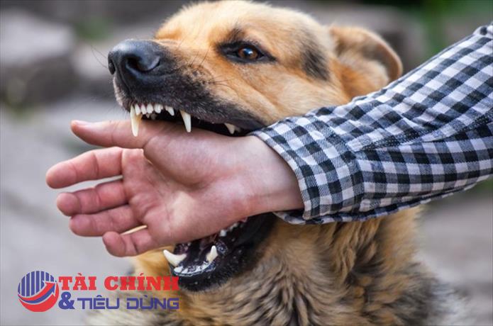 Hà Nội ghi nhận thêm một ca tử vong vì bệnh dại