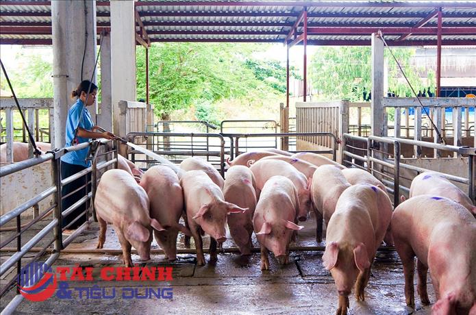 Giá heo hơi hôm nay 26/10: Tiếp tục giảm tại nhiều địa phương