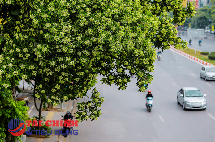 Hà Nội: Quận Đống Đa xin di chuyển khoảng 80 cây hoa sữa ở phố Nguyễn Chí Thanh