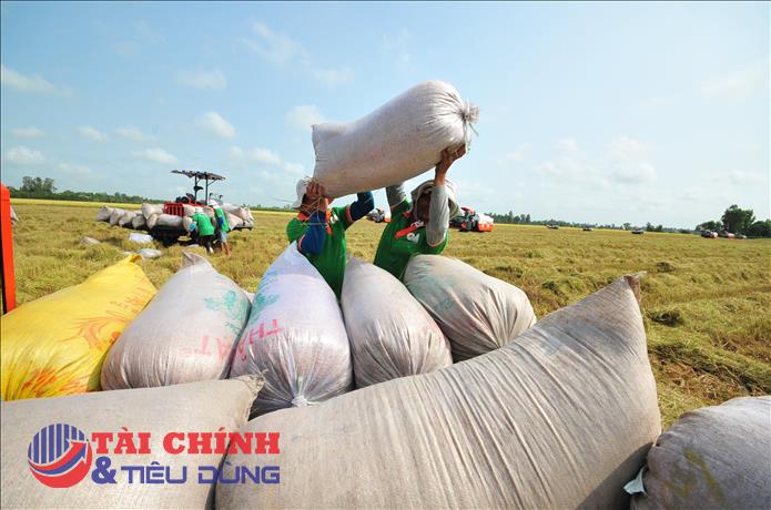 Xuất khẩu gạo tiếp tục tăng trưởng cả lượng và giá trị