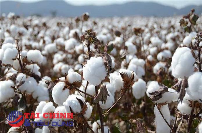 Thị trường hàng hóa 3/11: Giá dầu tăng lên mức cao nhất 3 tuần, bông tăng kịch trần