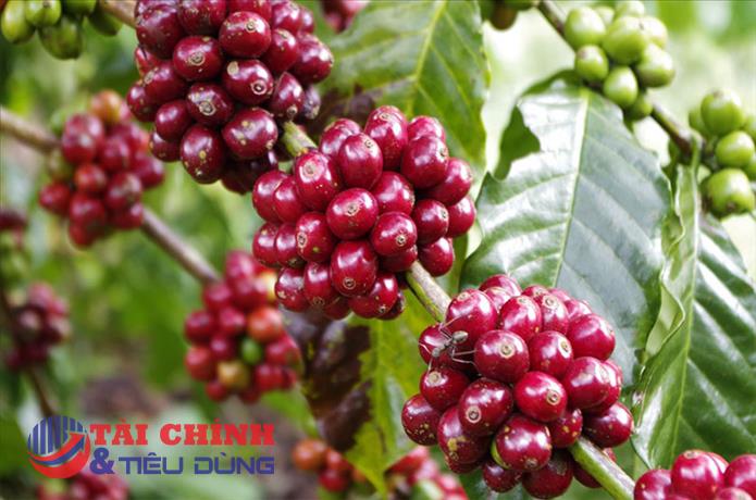 Giá cà phê hôm nay 6/11: Khu vực Tây Nguyên tăng 500 đồng/kg