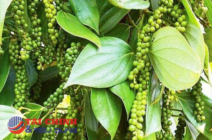 Giá tiêu hôm nay ngày 6/11: Tiếp tục không có sự biến động