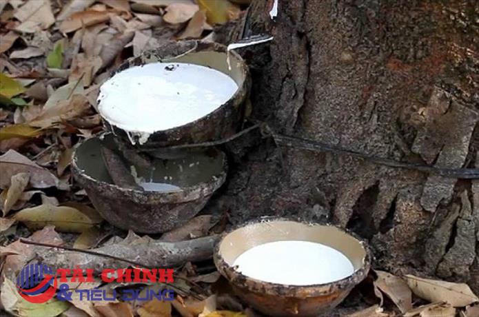 Giá cao su hôm nay (7/11): Cao su biến động trái chiều