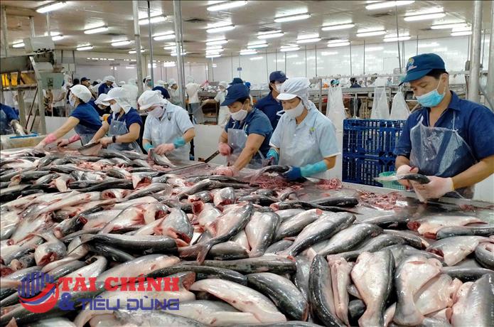 Xuất khẩu cá tra sang thị trường Trung Quốc tăng vọt