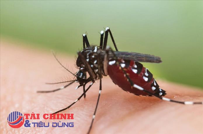 Có hơn 292.000 ca mắc, 112 ca tử vong do sốt xuất huyết