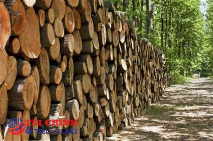 Ách tắc trong khâu hoàn thuế VAT, loạt doanh nghiệp gỗ trở nên khốn đốn